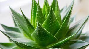 Aloe Vera Çayı Faydaları