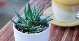 Aloe vera çayı zararları konusunda,